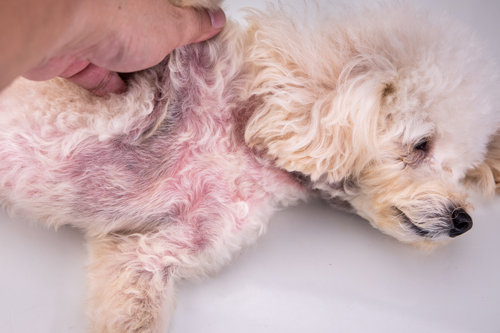 Dermatite Nel Cane Quali Sono I Sintomi E Come Curarla